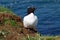 Razorbill bird on Lunga Island in Scotland