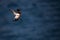 A razorbill in flight landing mode