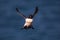 A razorbill in flight landing mode