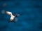 A razorbill in flight landing mode