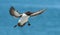 Razorbill flying over water