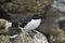 Razorbill on Great Saltee Island