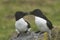 Razorbill on Great Saltee Island