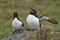 Razorbill on Great Saltee Island