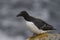 Razorbill on Great Saltee Island, Ireland.