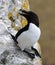 Razorbill on a ledge at Stora Karlso