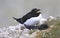 Razorbill member of the auk family mating on cliff edge