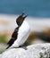 A Razorbill Portrait