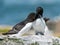 A Razorbill Portrait