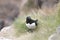 Razorbill portrait fishing nesting