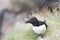 Razorbill portrait fishing nesting