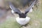 Razorbill portrait fishing nesting