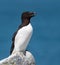 Razorbill on a Rock