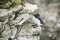 Razorbill Seabird on a Cliff Edge