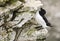 Razorbill Seabird on a Cliff Edge