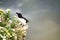 Razorbill Seabird on a Cliff Edge