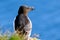 Razorbill seabird portrait with thick beak with white stripes