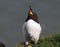 Razorbill showing bright orange mouth