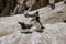 Razorbills