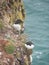 Razorbills Alca Torda perched on the rocks in Scotland
