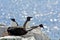 Razorbills, Farne Islands Nature Reserve, England