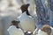 Razorbills, Farne Islands Nature Reserve, England