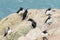 Razorbills standing on the cliffs of Skomer Island Pembrokeshire West Wales UK