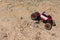 Rc toy suv roading rally offroad track, free space