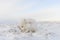 Rctic fox Vulpes Lagopus in wilde tundra. Arctic fox lying