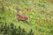Rd deer stag standing on a steep slope in mountains in summertime nature