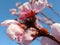 Rde Ladybug  On Pink Peach Blossom Brnach On Blue Sky Background