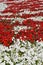 ReA flower bed of red and white petunias