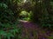 Reach the light at the end of colored path in the forest of Reunion Island