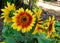 Reaching for a ray of sun, sunflowers photographed in Bloemfontein, South Africa