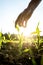 Reaching for young maize plant