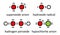 Reactive oxygen species (ROS): superoxide anion, hydroxide radical, hydrogen peroxide and hypochlorite anion