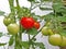 Ready Ripe Tomato (solanum lycopersicon)