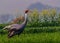 Ready to fly Sarus Crane