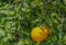 Ready to pick Oranges in Santa Clara River Valley, Fillmore, Ventura County, California