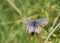 Reakirt\'s Blue Butterfly (Echinargus isola)