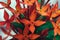 Real Abstract nature beauty photo background. RED orangish Santan Ixora Jungle Geranium flower bush garden plant. Macro