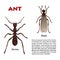 Real ant insect illustration