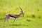 Real antelope - Thomson`s gazelle