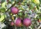 Real apples on a branch with leaves