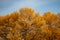 Real autumn backround: Giant yellow larches in front of blue sky.