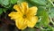 Real Beautiful Yellow Pumpkin flower