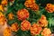 Real beauty nature background. Tagetes herb flower plant Asteraceae marigolds saffron. Bloom golden orange yellow Brown