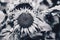 Real beauty nature leaves background. Sunflower plant flower narrow bloom blossom. Monochrome Black white grey contrast