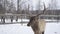 Real big deer maral on the background of a snowy park, close-up.