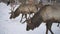 Real big deer maral on the background of a snowy park, close-up.